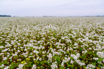 A field on a sunny day planted with white honey flowers