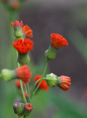 Obraz premium Beautiful close-up of an emilia coccinea flower