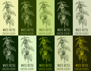 Set of drawing WHITE NETTLE in various colors. Hand drawn illustration. The Latin name is LAMIUM ALBUM L