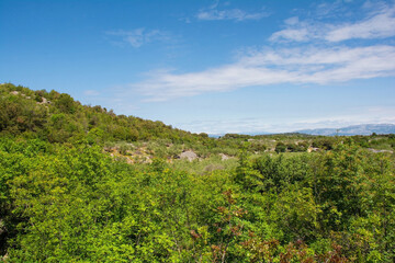 Fototapeta na wymiar The spring landscape near Nerezisca on Brac Island in Croatia in May, showing the island's characteristic stone mounds and walls