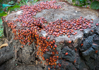 Summer day, in the city near residential buildings, on the lawn there is a stump of a sawn linden tree where there is a huge pile of red beetles.