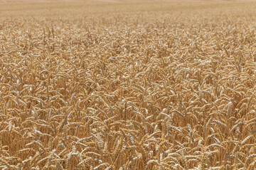 Detailed photo of golden grain. Golden ears.