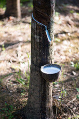 Rubber tree,Hevea brasiliensis or Para