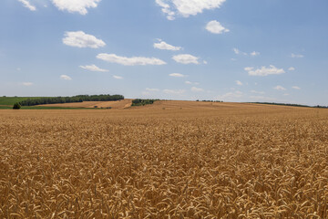 Fototapeta premium Summer landscape. Field with grain. There are beautiful clouds in the sky.