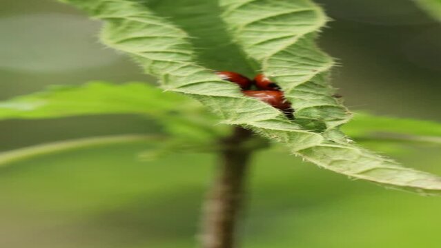 Siebenpunktmarienk&auml;fer (Coccinella septempunctata) auf eingerolltem Brennnesselblatt