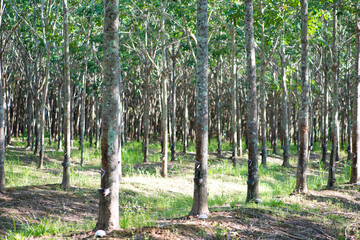 Rubber tree,Hevea brasiliensis or Para