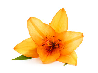 Fototapeta na wymiar Beautiful orange lily.