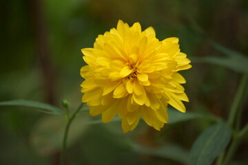A yellow aster star, conveys to you madam you do not understand me as always.