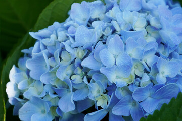 Dew Blue Hydrangea