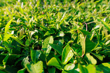 Closeup view of tea plant leaves.