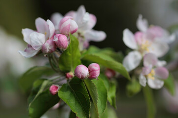 Bunch of apple blossom closed an open on a branch