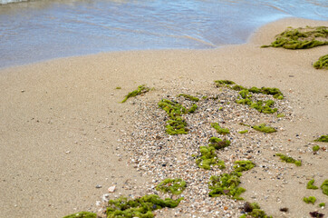 Sand, Coral, and Seashells on Waikiki Beach, Hawaii.