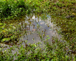 A small puddle reflecting clouds surrounded by green grass