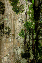 Moss or lichen covering a stone background, rough texture, very detailed, hdr, parks and outdoor asset