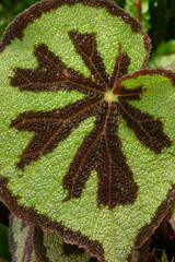 Detail of leaf of Begonia masoniana