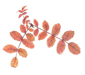 Bright autumn leaves on a branch with seeds and berries, painted in watercolor on a white background. Plant elements for creating postcards, invitations. patterns and packaging.
