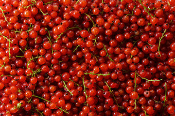 Fresh red currant background