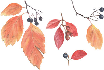 Bright autumn leaves on a branch with seeds and berries, painted in watercolor on a white background. Plant elements for creating postcards, invitations. patterns and packaging.