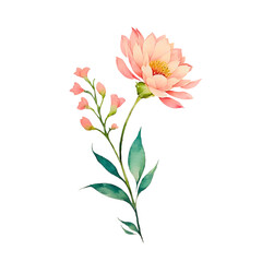 peach color flower branch in watercolor style, isolated on a transparent background for design layouts
