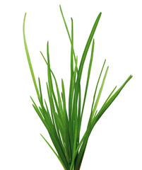 Fresh green grass isolated on white background.	

