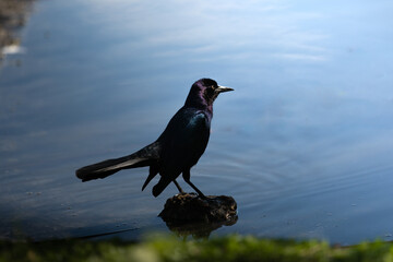 Common Grackle