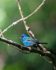 Indigo Bunting Vertical