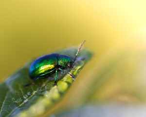 Dogbane Leaf Beetle