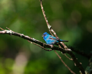 Indigo Bunting Wide