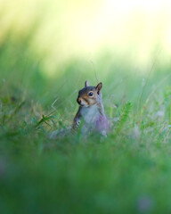 Squirrel in the Field