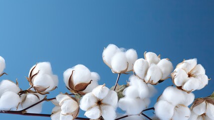  a close up of a cotton plant with a blue sky in the background.  generative ai - obrazy, fototapety, plakaty