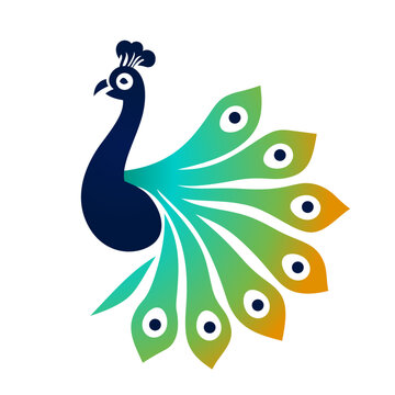 Peacock simple company logo template, peafowl logo symbol , clip art, peacock company logo stock vector image