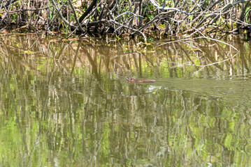 A Muskrat Swimming On The Pond In Spring