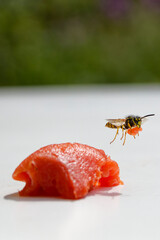 Wespe stiehlt Fisch