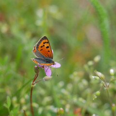 Fototapeta na wymiar small butterfly on purple blossoms