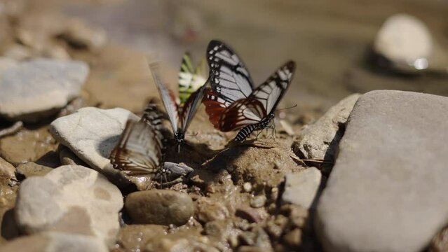 A group of two coloured butterflies flap their wings on stones
