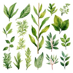 plant elements, wild herbs, branches with leaves. watercolor hand drawn illustration isolated on white background