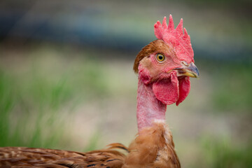 Detalhe de cabeça de uma galinha bem tratada com ar expressivo. 