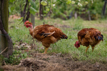 Detalhe de galinhas em relax no campo de erva verde.
