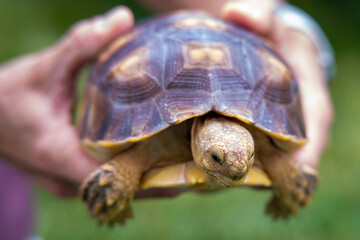 A young sulcata tortoise in a person's hands.