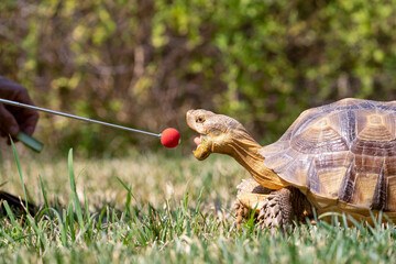 Target training a sulcata tortoise.