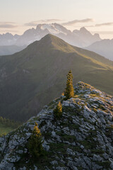 Mountain view with one tree, Passo Giau, Alps, Italy