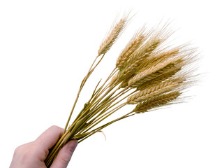 Small bunch bundle of dry ripe barley crops on a hand of a male. Farming realated isolated graphics resource to be used in bigger illustrations. 