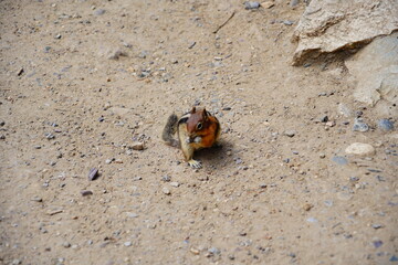 chipmunk or squirrel at Grand Teton National Park, Wyoming, USA