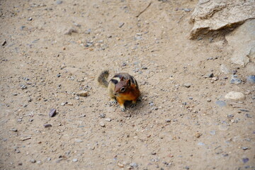 chipmunk or squirrel at Grand Teton National Park, Wyoming, USA	
