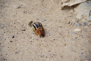 chipmunk or squirrel at Grand Teton National Park, Wyoming, USA	
