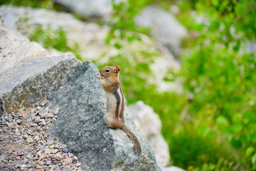 chipmunk or squirrel at Grand Teton National Park, Wyoming, USA	
