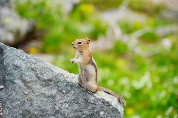 Naklejka na ściany i meble chipmunk or squirrel at Grand Teton National Park, Wyoming, USA