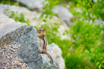chipmunk or squirrel at Grand Teton National Park, Wyoming, USA	
