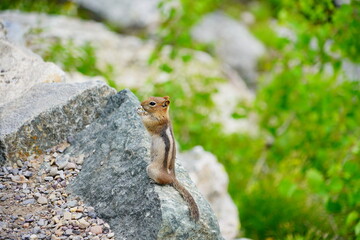 chipmunk or squirrel at Grand Teton National Park, Wyoming, USA	
