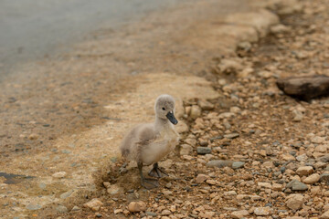 Little baby swan on a Danube river shore